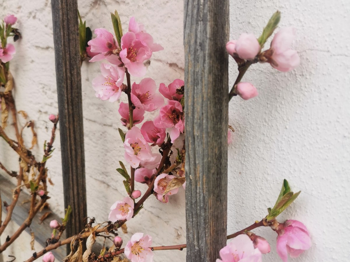 Jo, I vasteh di eh, oba…(Ja, ich verstehe dich,&nbsp;aber…)